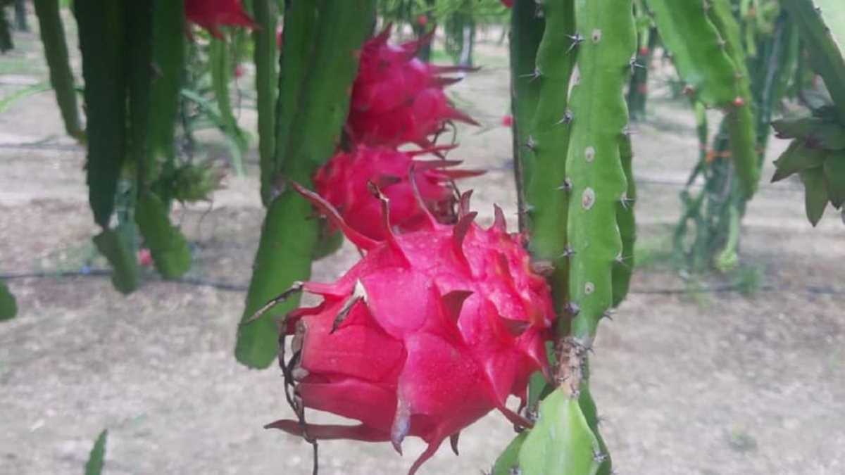 गन्ना बेल्ट में अब उगेगा ड्रैगन फ्रूट!